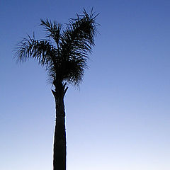 photo "Etude with a palm-tree"