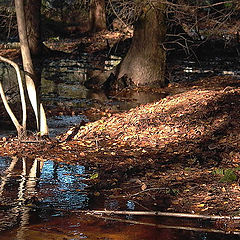 photo "...in the middle of the forest..."