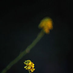 photo "yellow flower"