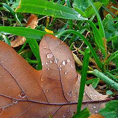 photo "autumn time macro"