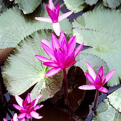 photo "Spatterdock"