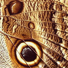 фото "Butterfly wing"