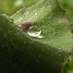 photo "Drops of dew"