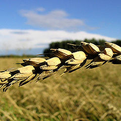 photo "Untitled photo"