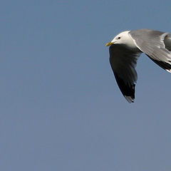 photo "Seagull"