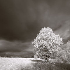 photo "Landscape in an IR spectrum – 2"