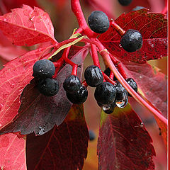 photo "Vineberry"