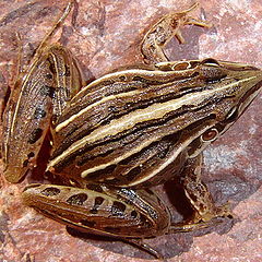 photo "Leptodactylus gracilis"