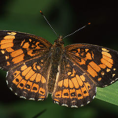 фото "Last brood’s silvery checkerspot"