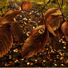 photo "Sad lyric poetry of autumn"