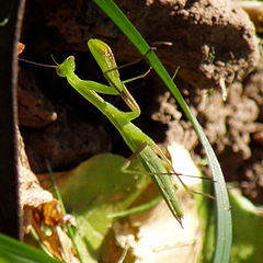 photo "Praying mantis in an ambush"