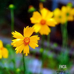 фото "little yellow flower"