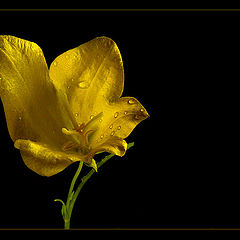 фото "Yellow flower"