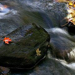 фото "Chappaqua Creek"