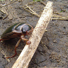 photo "To clear a hurdle"