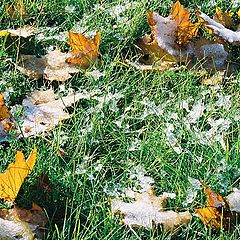 photo "The FIRST SNOW (fragment)"