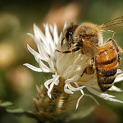 фото "BEE"