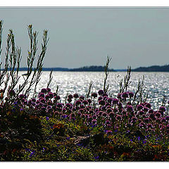 photo "flowers in Finnish archipelago"