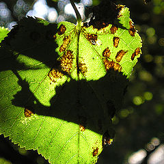 photo "Feebleing leaf"