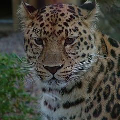 фото "leopard"