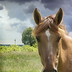 photo "The horse who has made of a landscape the Portrait"