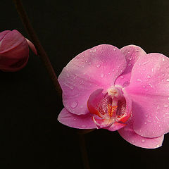 photo "Orchid"