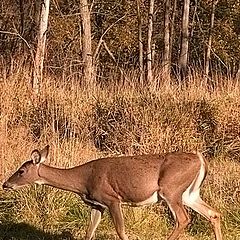 фото "The Hunted"