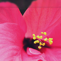 photo "Yellow on Pink"