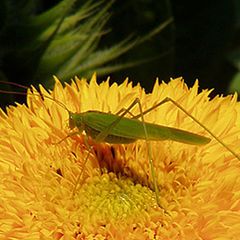 photo "I sit on the sun"