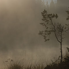 photo "Fog"