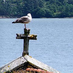 photo "Gaivota de fй"