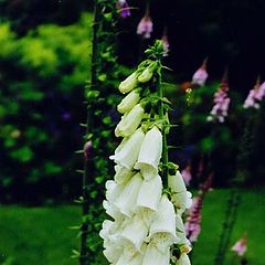 photo "Digitalis(Foxglove)"