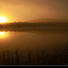 фото "Morning mist"
