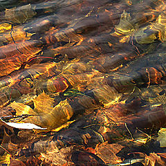 photo "Autumn river"