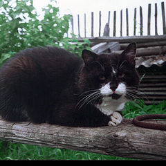photo "My cat Kuzja  has died.."