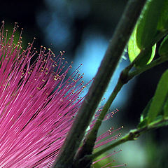 photo "Acacia"