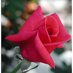 фото "A Red Rose"