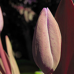 photo "Tulpen"