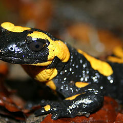 фото "Feuersalamander"