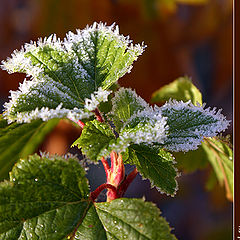 photo "Hoarfrost"