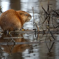 photo "Ondatra zibethicus"