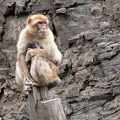 фото "Mother and Baby!!"