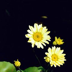 photo "Dyers Camomile"