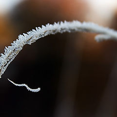 photo "In embraces of coming winter"