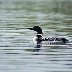 photo "common loon"