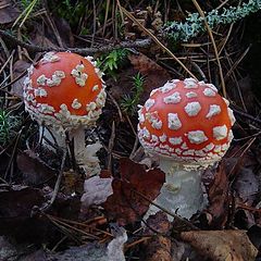 photo "The Karelian mushrooms"