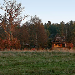 photo "Old forest area"