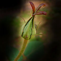 photo "Simply flower"