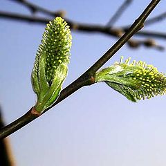 photo "Two, covered by the sun"