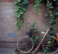 фото "Bicycle"